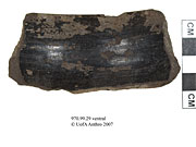 Ventral view of a monochrome shoulder sherdUniversity of Alberta, Department of Anthropology