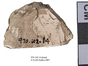 Dorsal view of an utilized flakeUniversity of Alberta, Department of Anthropology