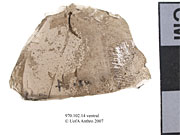 Ventral view of an utilized flakeUniversity of Alberta, Department of Anthropology