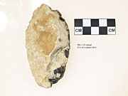 996.1.130 - unidirectionally flaked core