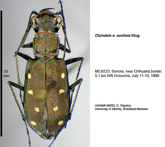 Cicindela ocellata ocellata