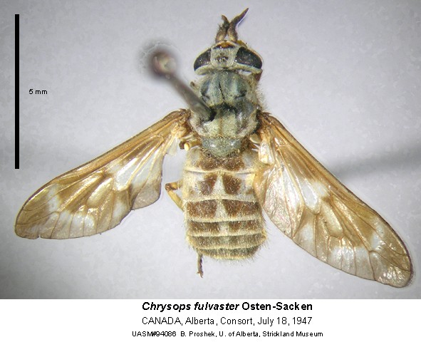 Chrysops fulvaster