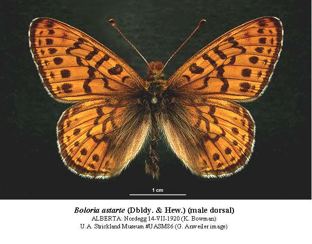 Boloria astarte
