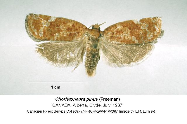 Choristoneura pinus