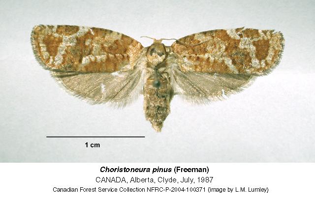 Choristoneura pinus