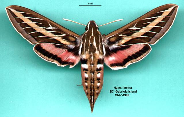 Detailed information on White Lined Sphinx (Hyles lineata)
