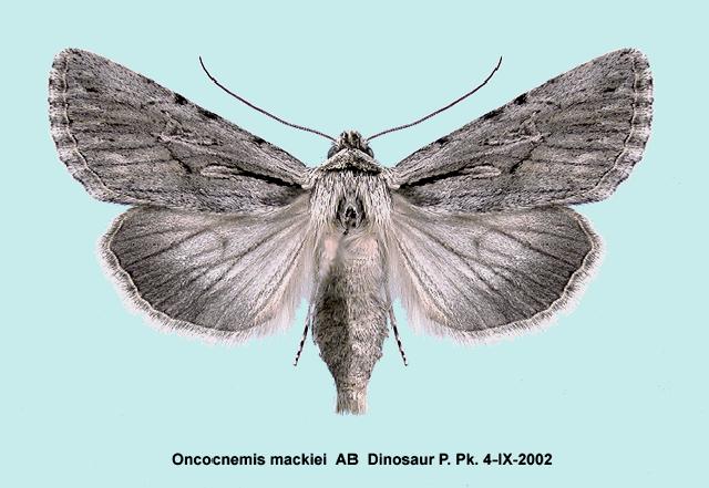 Oncocnemis mackiei