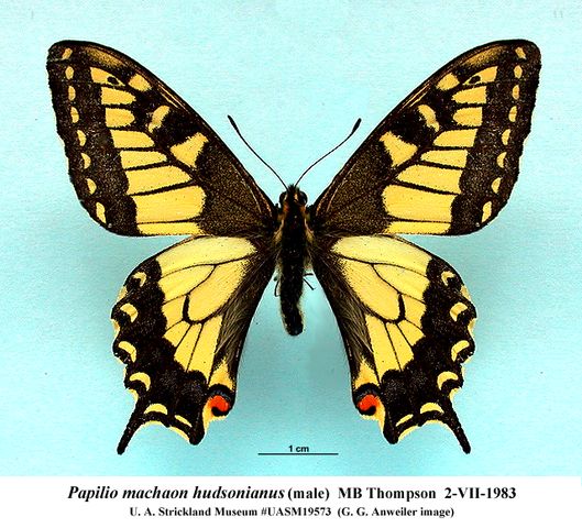 Papilio machaon hudsonianus