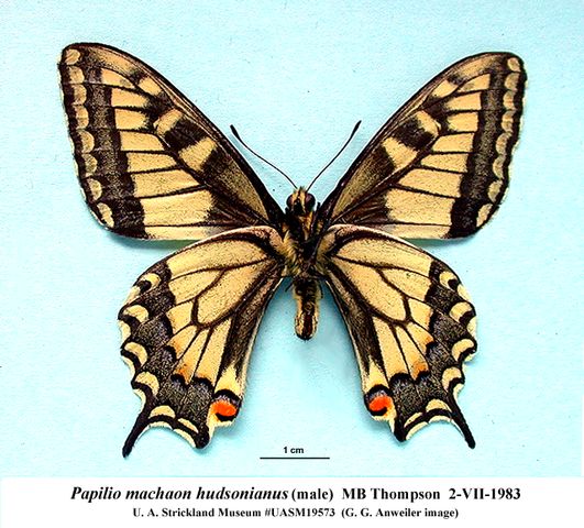 Papilio machaon hudsonianus