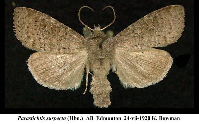 Parastichtis suspecta