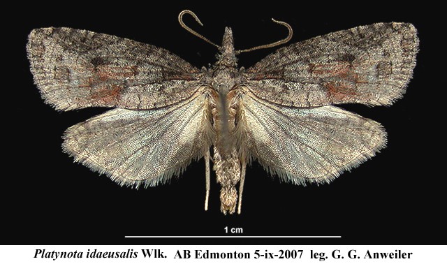 Platynota idaeusalis