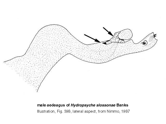 Hydropsyche slossonae