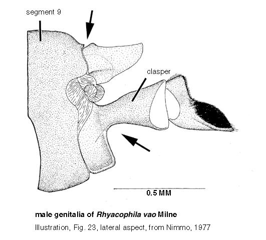 Rhyacophila vao