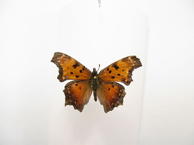 UASM370069 - Polygonia progne