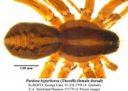 Pardosa hyperborea