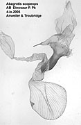 Abagrotis scopeops