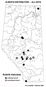 Acleris maccana