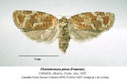 Choristoneura pinus