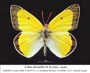 Colias alexandra
