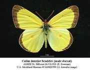 Colias interior