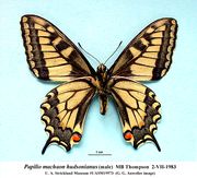 Papilio machaon hudsonianus