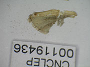 CNCLEP00119436 - Choristoneura occidentalis