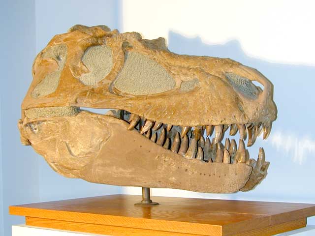 Fossils of Alberta image