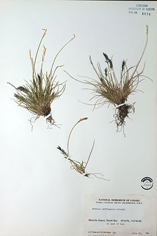 1879 - Festuca baffinensis Polunin