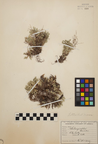 419 - Selaginella densa Rydb.