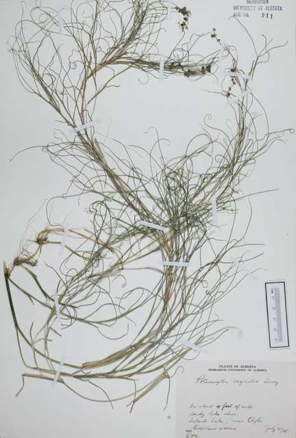911 - Potamogeton vaginatus Turcz.