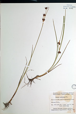 4566 - Juncus castaneus Sm.