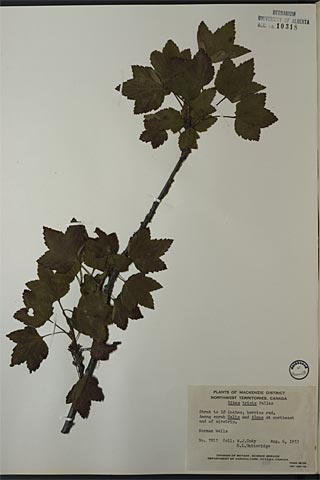 10318 - Ribes triste Pall.