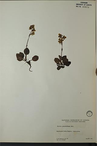 13679 - Pyrola grandiflora Radius