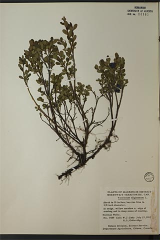 14105 - Vaccinium uliginosum L.