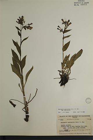 14955 - Mertensia paniculata (Ait.) G. Don ssp. paniculata