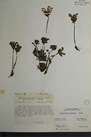 15570 - Pedicularis capitata Adams
