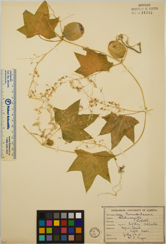 16345 - Echinocystis lobata (Michx.) Torr. & A. Gray