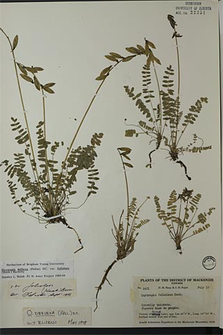22354 - Oxytropis deflexa (Pall.) DC. var. foliolosa (Hook.) Barneby