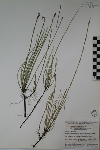 22997 - Equisetum palustre L. var. simplicissimum A. Br.