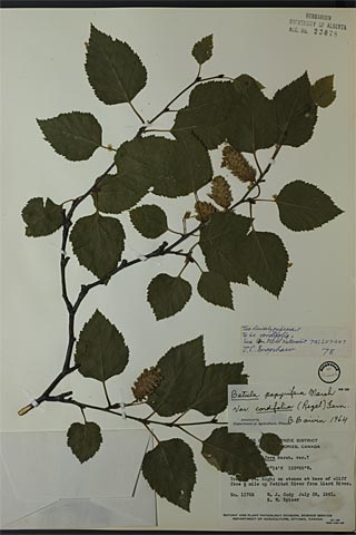 23078 - Betula papyrifera Marshall