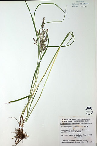 23104 - Calamagrostis canadensis (Michx.) Nutt.
