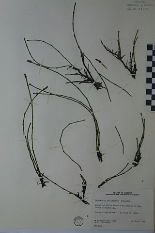 28575 - Equisetum variegatum Schleich.