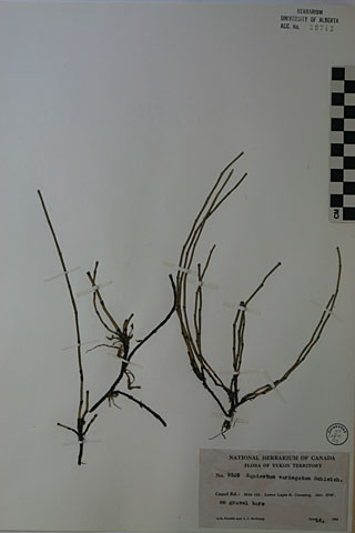 29743 - Equisetum variegatum Schleich.