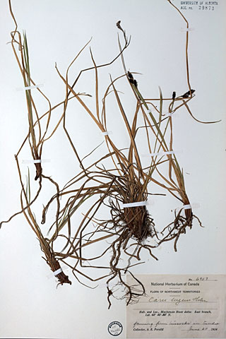 29873 - Carex lugens T. Holm