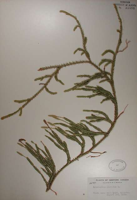 32491 - Lycopodium lagopus (Laest. ex C. Hartm.) Zinserl. ex Kuzen.