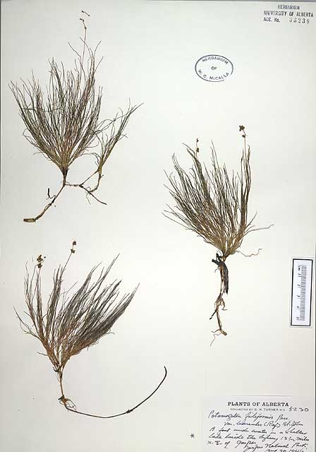 33239 - Potamogeton filiformis Pers. var. borealis (Raf.) H. St. John