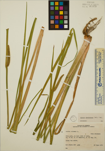 38373 - Acorus americanus (Raf.) Raf.