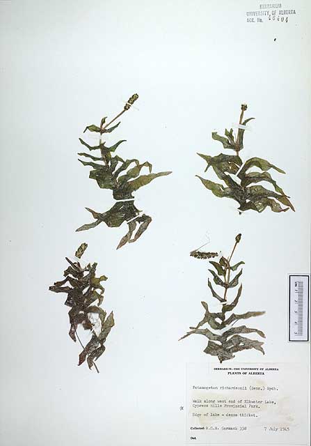 46404 - Potamogeton richardsonii (A. Benn.) Rydb.