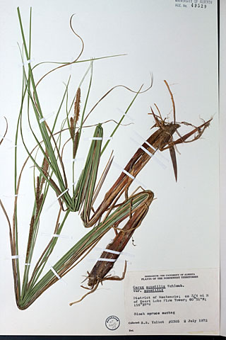 49529 - Carex aquatilis Wahlenb. var. aquatilis