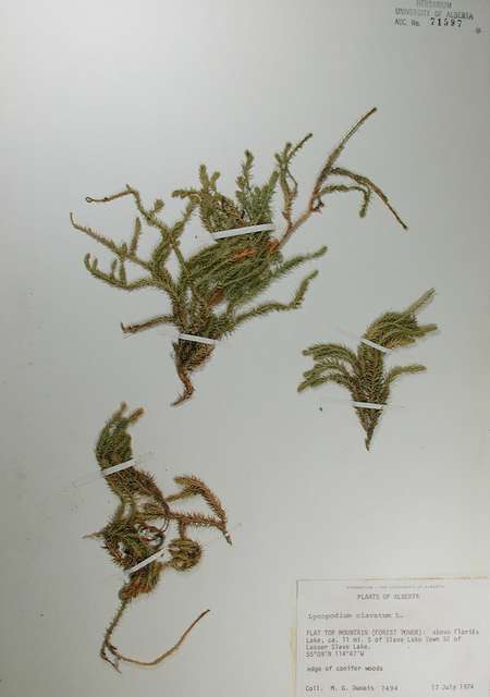 71597 - Lycopodium lagopus (Laest. ex C. Hartm.) Zinserl. ex Kuzen.